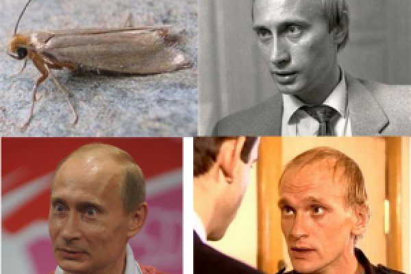 Ссылка на кракен тор браузер
